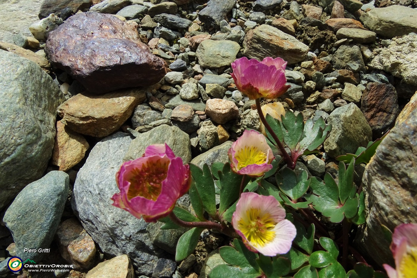 44 Ranuncolo glaciale (Ranunculus glacialis).JPG